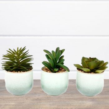 Ceramic Potted Succulents