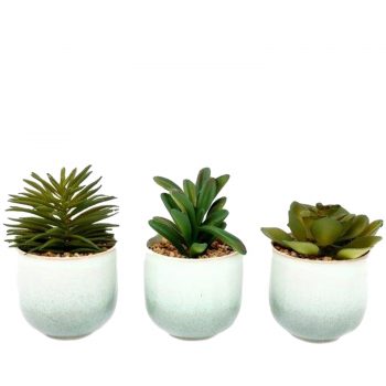 Ceramic Potted Succulents