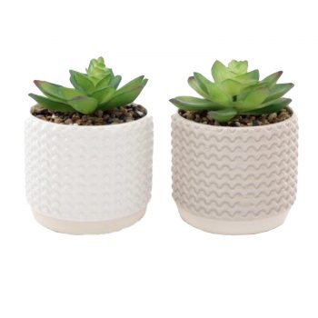 Set of Two Potted Succulents 12cm