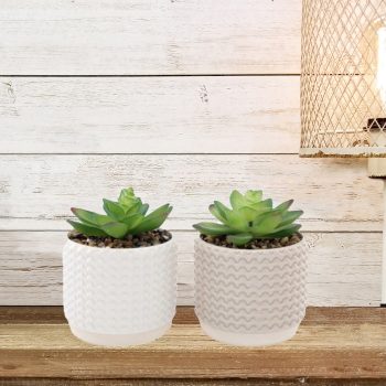 Set of Two Potted Succulents 12cm