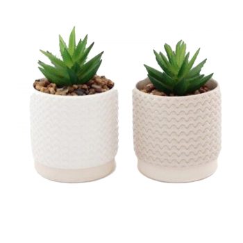 Set of Two Potted Succulents 14cm