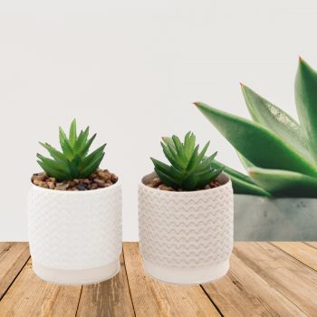 Set of Two Potted Succulents 14cm